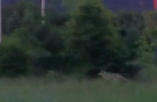 Coyote (capture from video)
